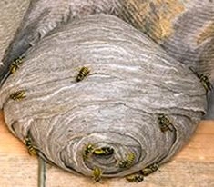Residential Treatment performed by West Worcester Pest Control in Worcester, MA
